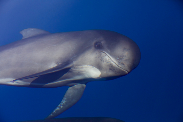Pilot whale (Globicephala melas)     <span class= txtCopyrightLegendePhoto > photo © Cédric BRUN</span>