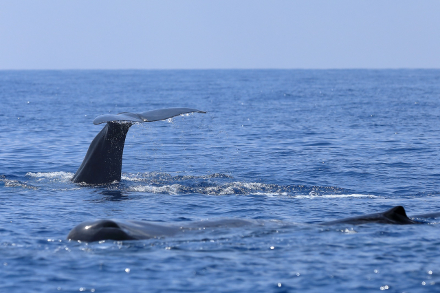 Sperm Whales...     <span class= txtCopyrightLegendePhoto > photo © Cédric BRUN</span>